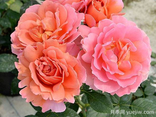 茜月季的優(yōu)缺點(diǎn)是什么？(圖1)