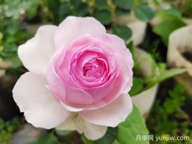 維薩里月季的優(yōu)缺點(diǎn)是什么？(圖1)