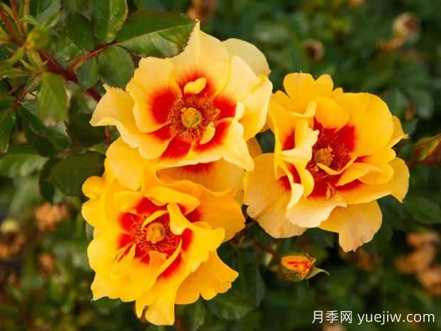 霞舞月季的優(yōu)缺點(diǎn)是什么？(圖1)