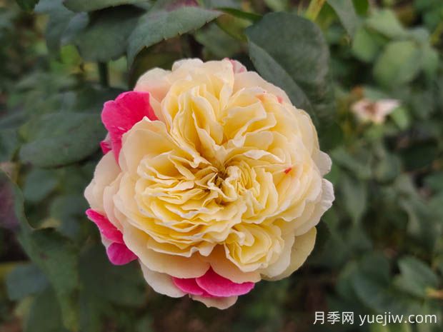 風(fēng)月月季的優(yōu)缺點(diǎn)是什么？(圖1)
