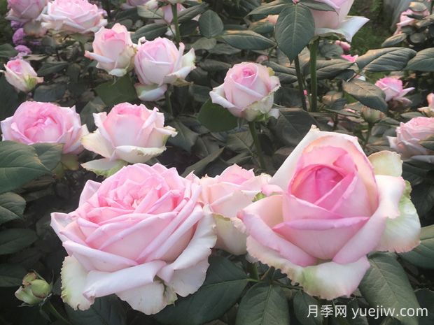 樂天派月季的優(yōu)缺點是什么？(圖1)