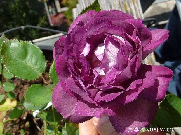 哈德斯菲爾德合唱團(tuán)月季的優(yōu)缺點(diǎn)是什么？(圖1)