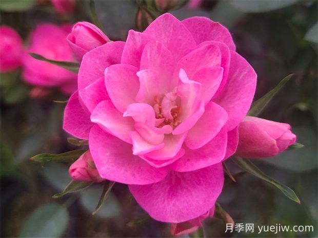 天荷繁星月季的優(yōu)缺點(diǎn)是什么？(圖1)