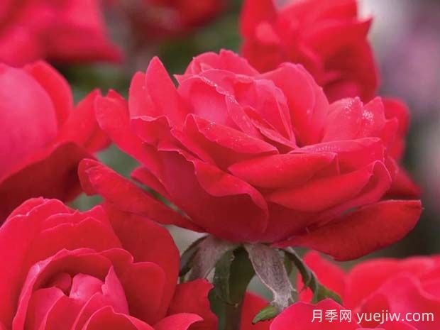 紅色絕代佳人月季的優(yōu)缺點(diǎn)是什么？(圖1)