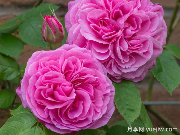 格特魯?shù)陆芑鶢栐录镜膬?yōu)缺點是什么？(圖1)