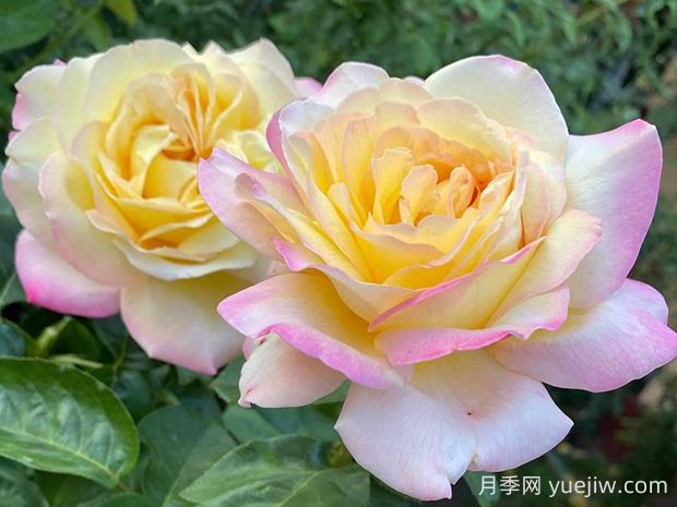 黃和平月季的優(yōu)缺點是什么？(圖1)