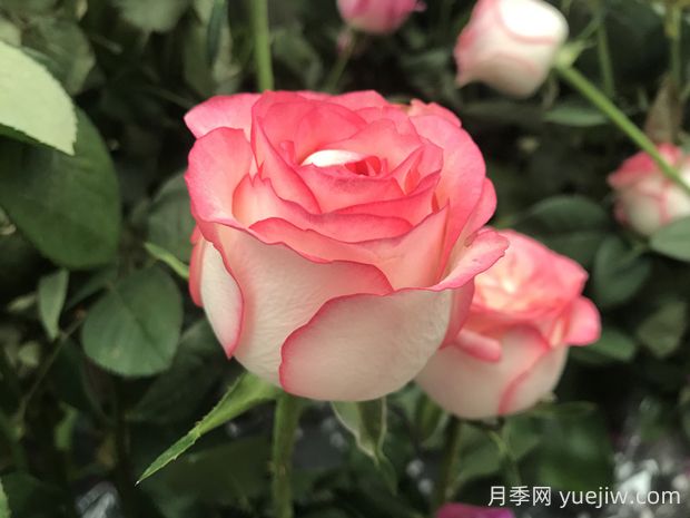 朱米莉亞月季的優(yōu)缺點(diǎn)是什么？(圖1)