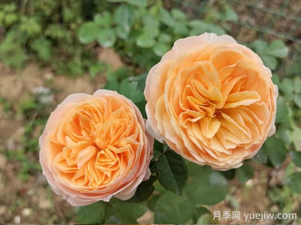 對(duì)比真宙月季和朱麗葉月季的優(yōu)缺點(diǎn)是什么？(圖2)