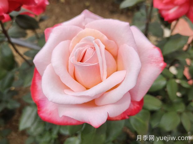 丹頂月季的優(yōu)缺點(diǎn)是什么？(圖1)
