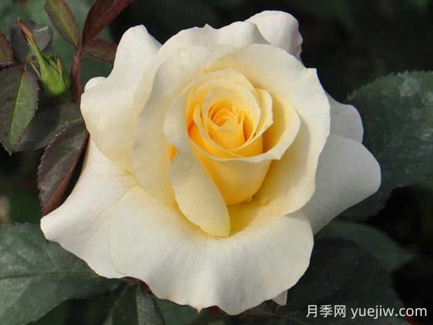 晴空月季的優(yōu)缺點(diǎn)是什么？(圖1)