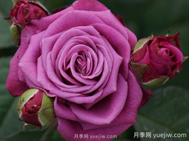 冥王星陽(yáng)臺(tái)月季的優(yōu)缺點(diǎn)是什么？(圖1)
