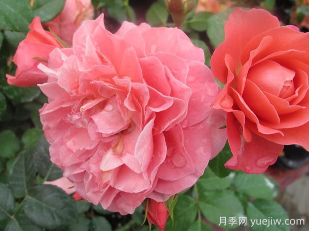 芳香王陽臺月季的優(yōu)缺點是什么？(圖1)