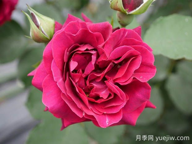 奧德賽月季的優(yōu)缺點(diǎn)是什么？(圖1)
