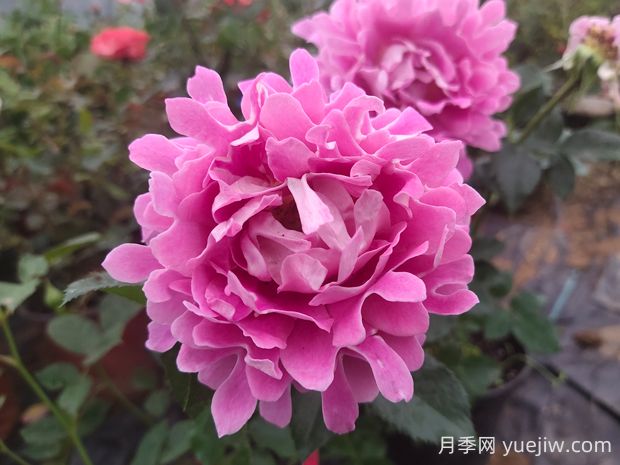 夢幻褶邊月季的優(yōu)缺點(diǎn)是什么？(圖1)