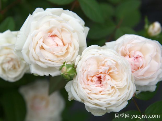 粉妝樓月季的優(yōu)缺點(diǎn)是什么？(圖1)