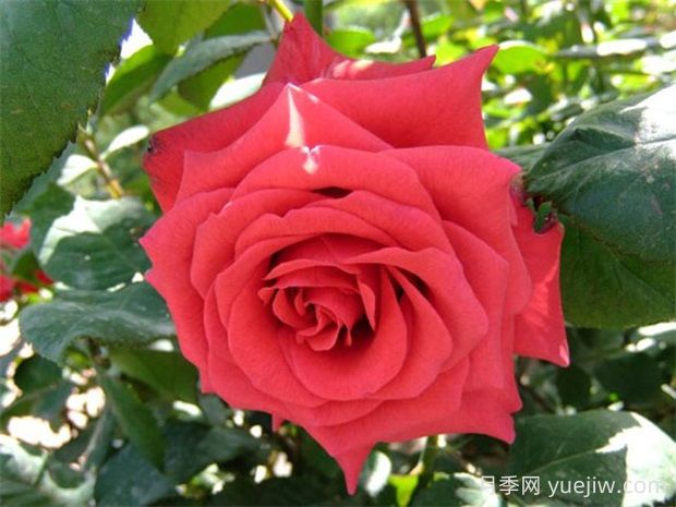 紅衣主教月季的優(yōu)缺點是什么？(圖1)