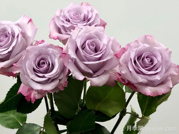 紫色迷霧月季的優(yōu)缺點(diǎn)是什么？(圖1)