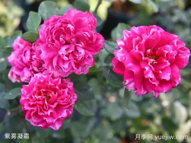 紫霧凝霜月季的優(yōu)缺點(diǎn)是什么？(圖1)