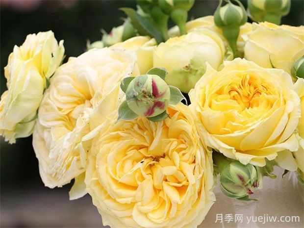 卡特琳娜月季的優(yōu)點(diǎn)是什么？(圖1)