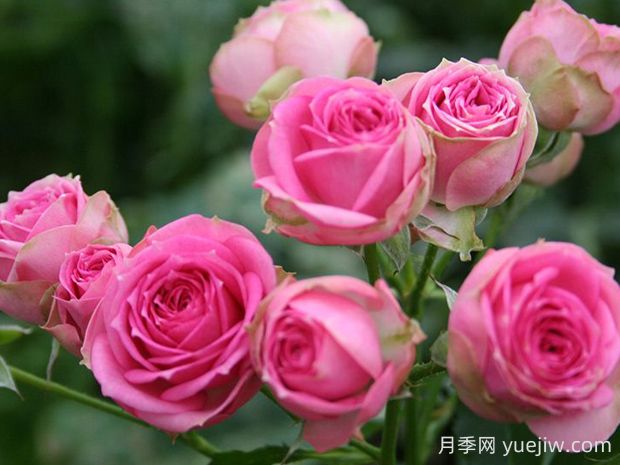 超感月季的優(yōu)缺點(diǎn)是什么？(圖1)