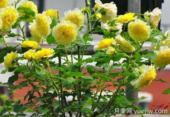 太陽和心月季的優(yōu)缺點(diǎn)是什么？(圖1)