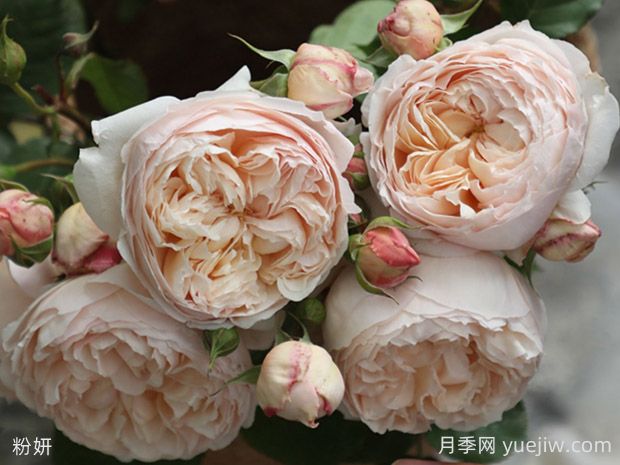 粉妍月季的優(yōu)缺點是什么？(圖1)