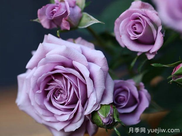 薰衣草女神月季的優(yōu)缺點(diǎn)是什么？(圖1)