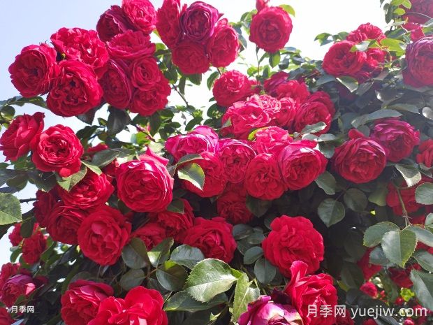 佛羅倫蒂娜月季的優(yōu)缺點是什么？(圖2)