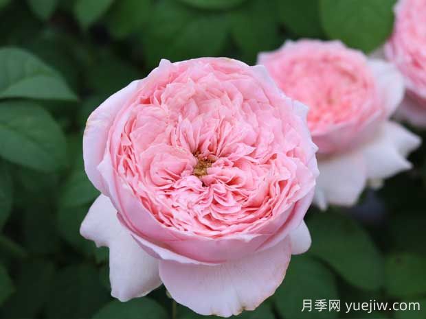 微醺月季的優(yōu)缺點是什么？(圖1)