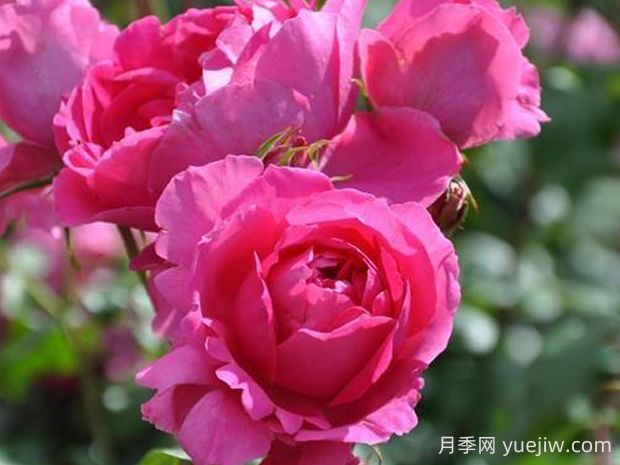 粉云月季的優(yōu)缺點(diǎn)是什么？(圖1)