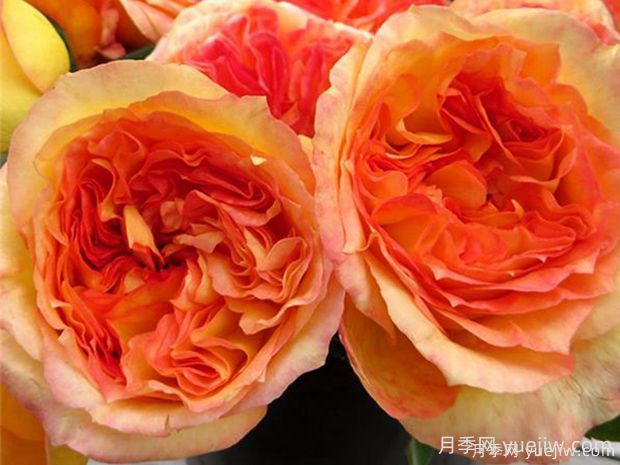 亨利戴爾巴德月季的優(yōu)缺點是什么？(圖1)