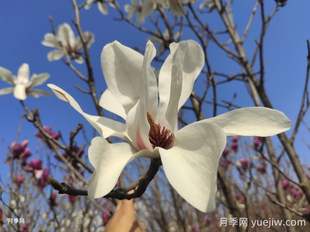 怎樣養(yǎng)殖白玉蘭比較好？(圖1)