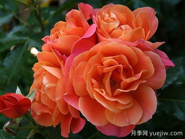 迪士尼樂園月季(圖1)