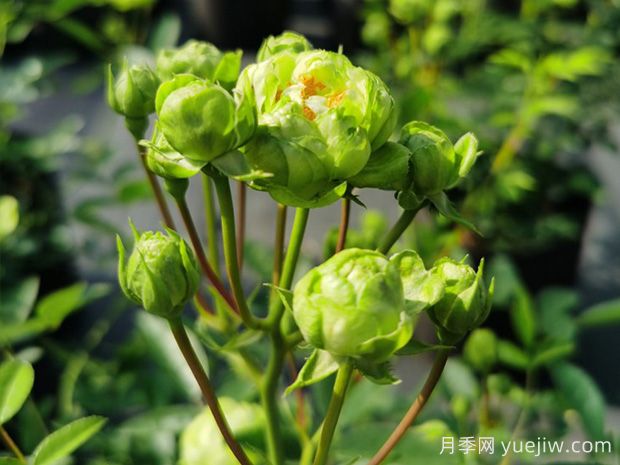 推薦10種美麗的綠色系月季，唯美清新，多款國月(圖1)