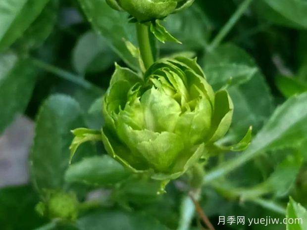 推薦10種美麗的綠色系月季，唯美清新，多款國月(圖3)