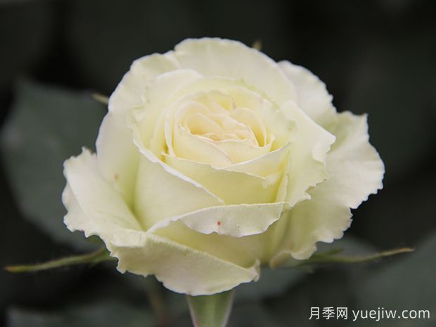 推薦10種美麗的綠色系月季，唯美清新，多款國月(圖6)