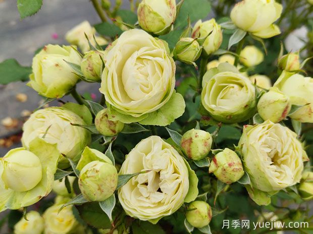 推薦10種美麗的綠色系月季，唯美清新，多款國月(圖8)