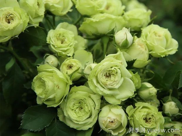 推薦10種美麗的綠色系月季，唯美清新，多款國月(圖9)