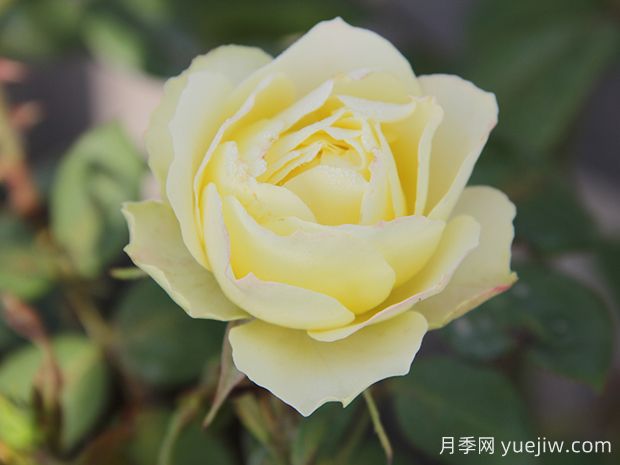 推薦6種綠色系月季品種，清新脫俗，難得一見(圖2)