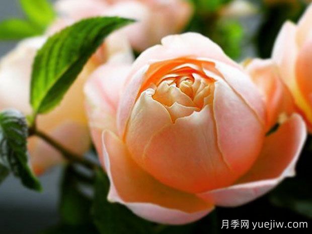 可愛(ài)粉底月季(圖1)