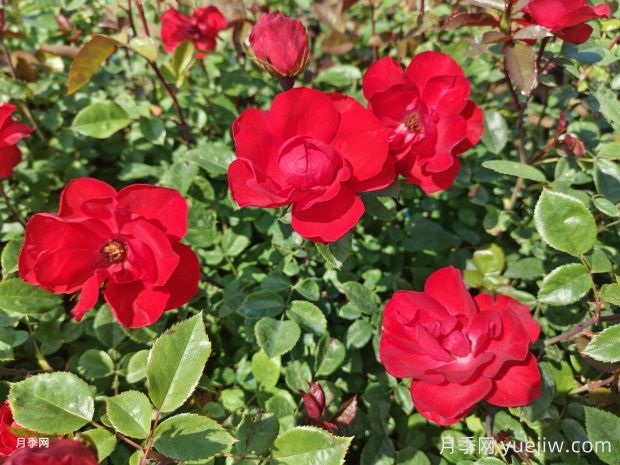 夏天養(yǎng)月季花害怕4種水，會(huì)把花澆死(圖1)