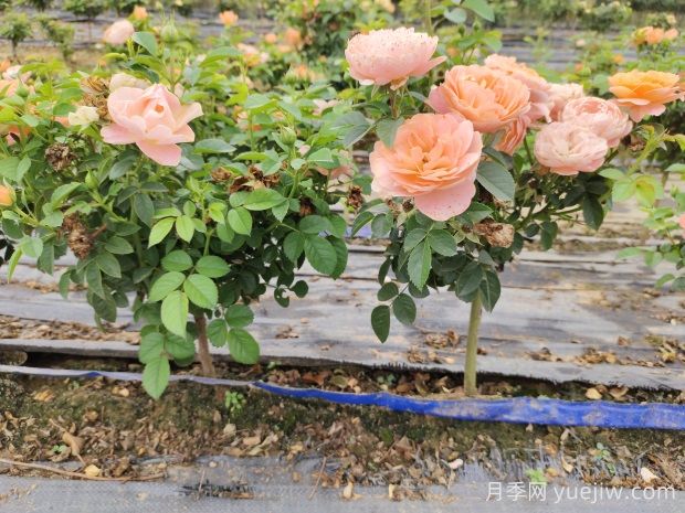 怎樣提高苗木成活率？ 花木嫁接注意事項(xiàng)(圖1)