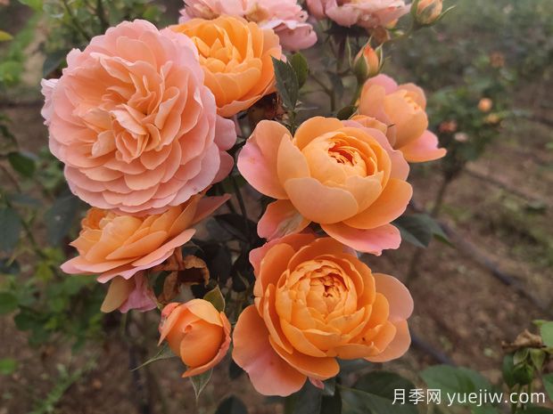 如何栽培適合初學(xué)者的月季花品種？(圖1)