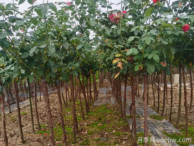 樹狀月季枝條干枯了怎么辦？(圖1)