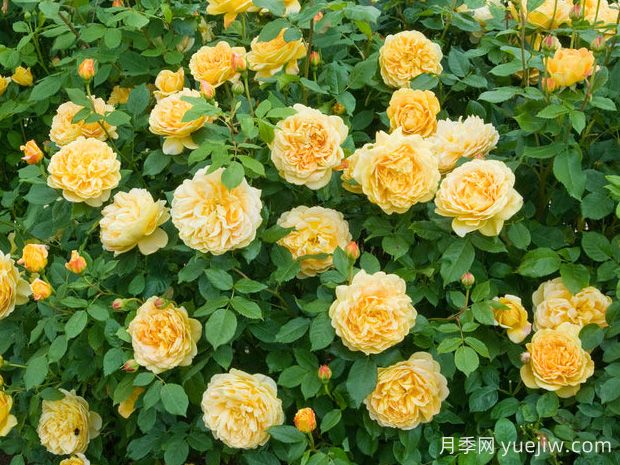 黃金慶典月季，艷麗爆花濃香的大型藤本月季(圖2)