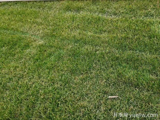 草坪可以在夏季伏天種植嗎？(圖1)
