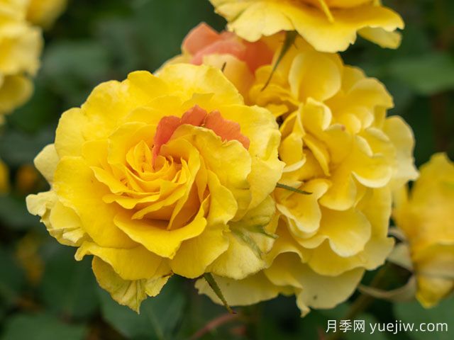 金管樂隊月季(圖1)