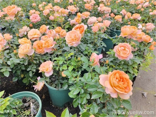夏季養(yǎng)月季的常見問題，幫月季安全度夏(圖1)