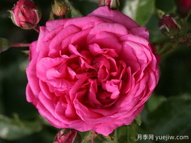 拉古納月季/拉古娜月季(圖1)
