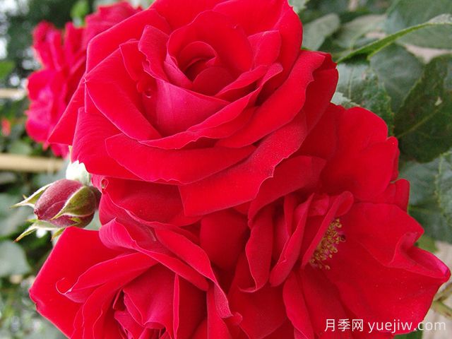 艾瑪?shù)纤乖录?阿瑪?shù)纤?圖1) 艾瑪?shù)纤乖录?阿瑪?shù)纤?圖1)